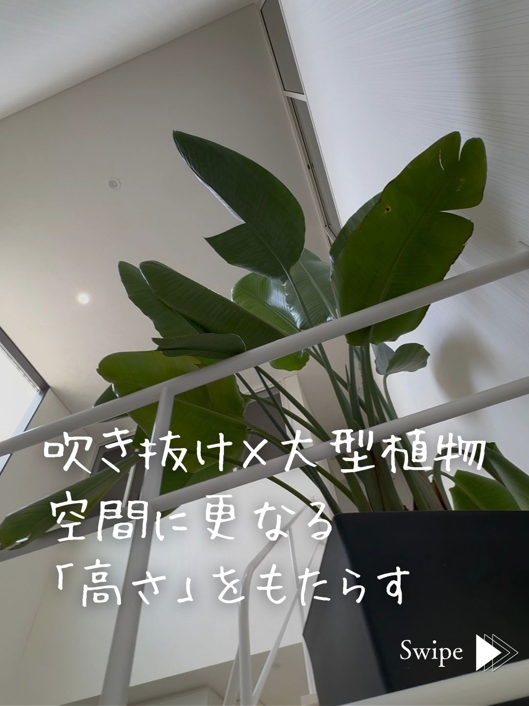 吹き抜けの高さを感じさせる大きな観葉植物。